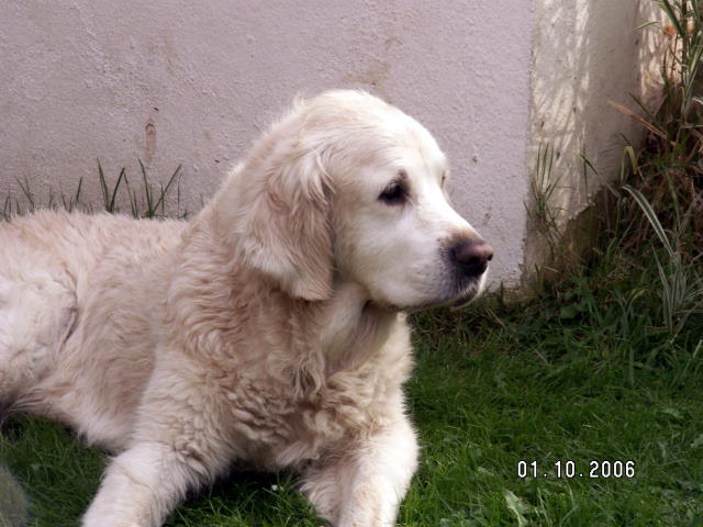 C-Wurf 012.jpg - Candy Kisses